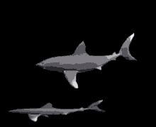 Shark Shork GIF - Shark Shork Spin GIFs