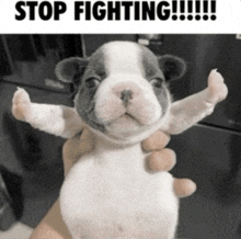 a person is holding a puppy with their arms outstretched and says stop fighting