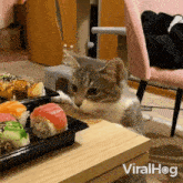 cat steals sushi cat viralhog sneaky cat takes sushi sushi thief cat