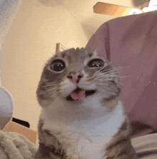 a close up of a cat with its tongue hanging out