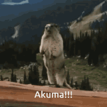 Akuma Akumahello GIF - Akuma Akumahello Akumahi GIFs