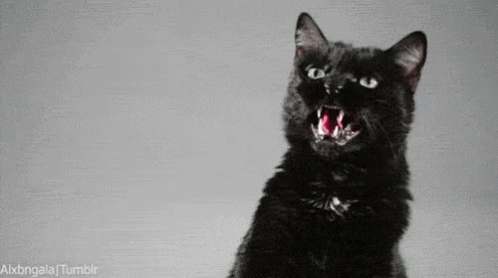 veneno promedio Increíble Gato Enfurecido Muestra Su Rabia GIF - Rawr Roar Black Cat - Discover &  Share GIFs