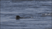 Killer Whale Beep GIF - Killer Whale Beep Splash GIFs