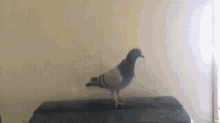 Funny Pigeon GIFs | Tenor