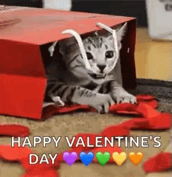 [Image: valentines-gift-cat.gif]