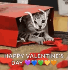 Valentines Gift Cat GIF - Valentines Gift Cat Kitty GIFs