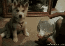 a husky puppy is sitting in front of a mirror while a person pours water into a glass .