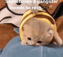 a cat wearing a bee costume is laying on a bed .