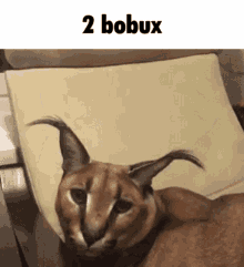 2bobux Bobux GIF - 2bobux Bobux GIFs