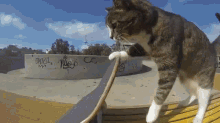 Cat Boarding  GIF - Pet Cat Skateboard GIFs