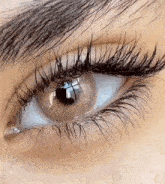 a close up of a woman 's eye with long eyelashes .