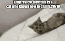 Kitty Review Chill Cat GIF - Kitty Review Chill Cat GIFs