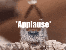 Jumping Spider Applause GIF - Jumping Spider Applause Clapping GIFs