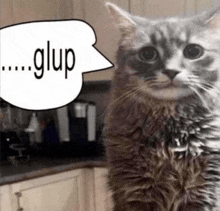 a cat is standing in a kitchen with a speech bubble that says glup on it .