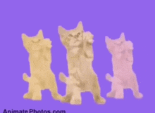 three animated cats are dancing on a purple background with the website animatephotos.com at the bottom