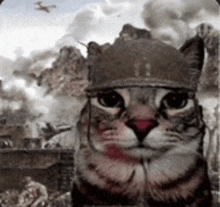 Army Kitty GIF - Army Kitty GIFs