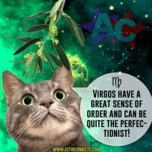 Virgo Perfectionist GIF - Virgo Perfectionist Cats GIFs