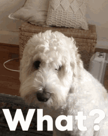 Teddygroodle Dog Question GIF - Teddygroodle Dog Question Say What GIFs