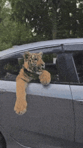Tiger Cub GIF - Tiger Cub Car GIFs