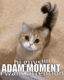 Adam Moment Adam GIF - Adam Moment Adam Cat GIFs