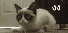 แมว งง GIF - Confused Cat What Look Up GIFs
