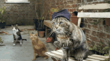 Cool Cats GIF - Cats Snapping Finger Snap GIFs