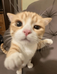 a close up of a cat 's face and paw
