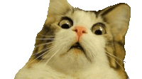 a close up of a cat 's face with a surprised look on its face