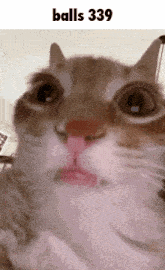 a close up of a cat 's face with the words balls 339 below it