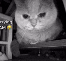 Crying Cat Grey Cat GIF - Crying Cat Grey Cat Sad Cat GIFs