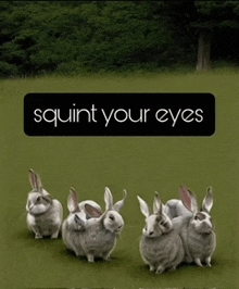 a group of rabbits are standing in a grassy field with the words squirt your eyes written above them