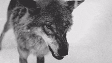 Xafer Wolfmemr GIF