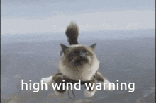 a cat is flying through the air with a high wind warning written below it