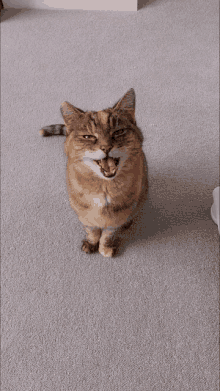 Happy Timezone Cat Meow GIF