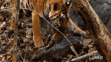 Carrying Cub Tiger Cub Escape GIF - Carrying Cub Tiger Cub Escape Tiger GIFs