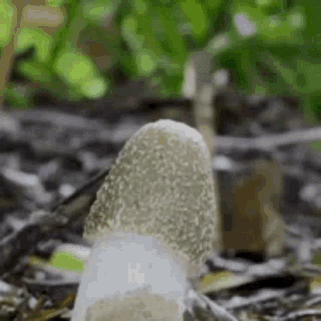 Mushroom Stamp GIFs Tenor