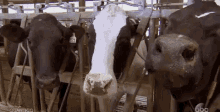 Vaca GIF - Nodding Cow GIFs