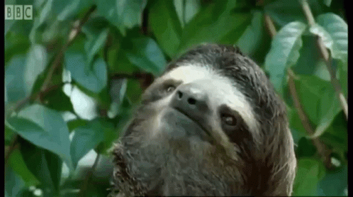 creepy sloth meme dragon