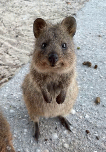 Quokka GIF - Quokka - Discover & Share GIFs