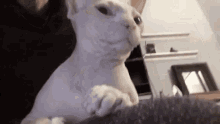 Naked Cat Yawning GIF - Naked Cat Cat Yawn GIFs