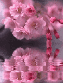 Cherry Blossoms Flower GIF - Cherry Blossoms Flower GIFs