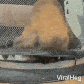 Trying To Escape Brussels Griffon GIF - Trying To Escape Brussels Griffon Viralhog GIFs