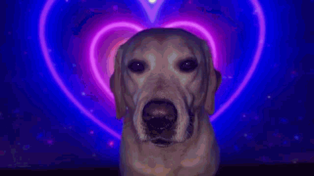 where is the heart in a dog