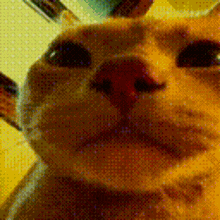 Cat Party GIF - Cat Party Ledlights GIFs
