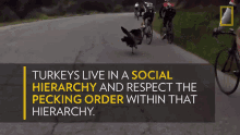 turkeys live in a social hierarchy national geographic here it comes pecking order class structure