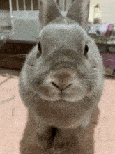 a close up of a rabbit 's face looking at the camera with a cage in the background