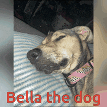 Bella Bella The Dog GIF - Bella Bella The Dog Bella Dog GIFs