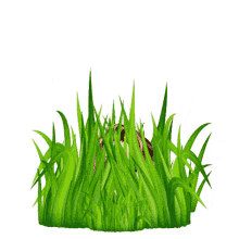 grass hide