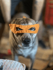 a dog wearing a mask that looks like a ninja turtle
