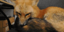 Snuggle Fox GIF